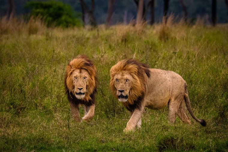 133 Masai Mara, leeuwen.jpg